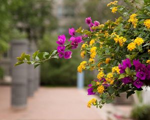 Preview wallpaper lantana, bougainvillaea, flowering, alley, blurriness