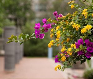 Preview wallpaper lantana, bougainvillaea, flowering, alley, blurriness