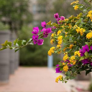 Preview wallpaper lantana, bougainvillaea, flowering, alley, blurriness