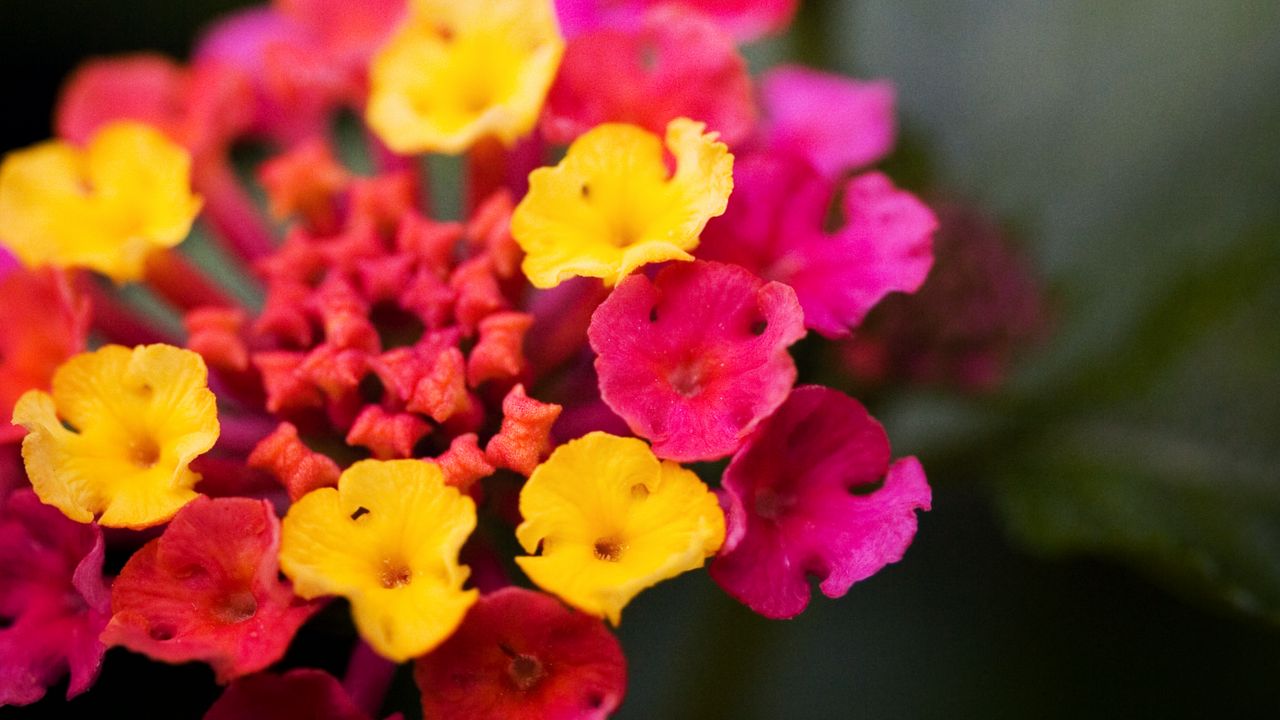 Wallpaper lantana, flowers, inflorescence, bright