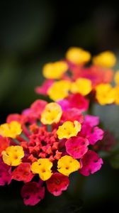 Preview wallpaper lantana, flowers, inflorescence, bright