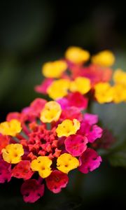 Preview wallpaper lantana, flowers, inflorescence, bright