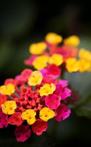 Preview wallpaper lantana, flowers, inflorescence, bright