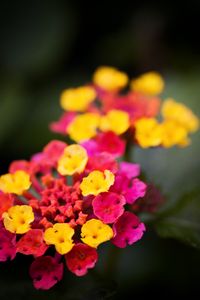 Preview wallpaper lantana, flowers, inflorescence, bright