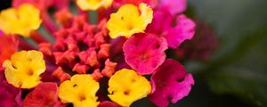 Preview wallpaper lantana, flowers, inflorescence, bright