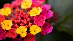 Preview wallpaper lantana, flowers, inflorescence, bright