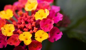 Preview wallpaper lantana, flowers, inflorescence, bright