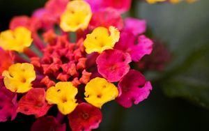 Preview wallpaper lantana, flowers, inflorescence, bright