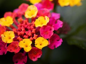 Preview wallpaper lantana, flowers, inflorescence, bright