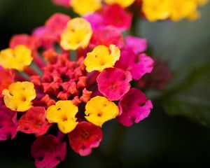 Preview wallpaper lantana, flowers, inflorescence, bright