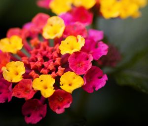 Preview wallpaper lantana, flowers, inflorescence, bright