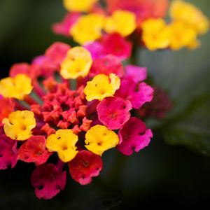 Preview wallpaper lantana, flowers, inflorescence, bright