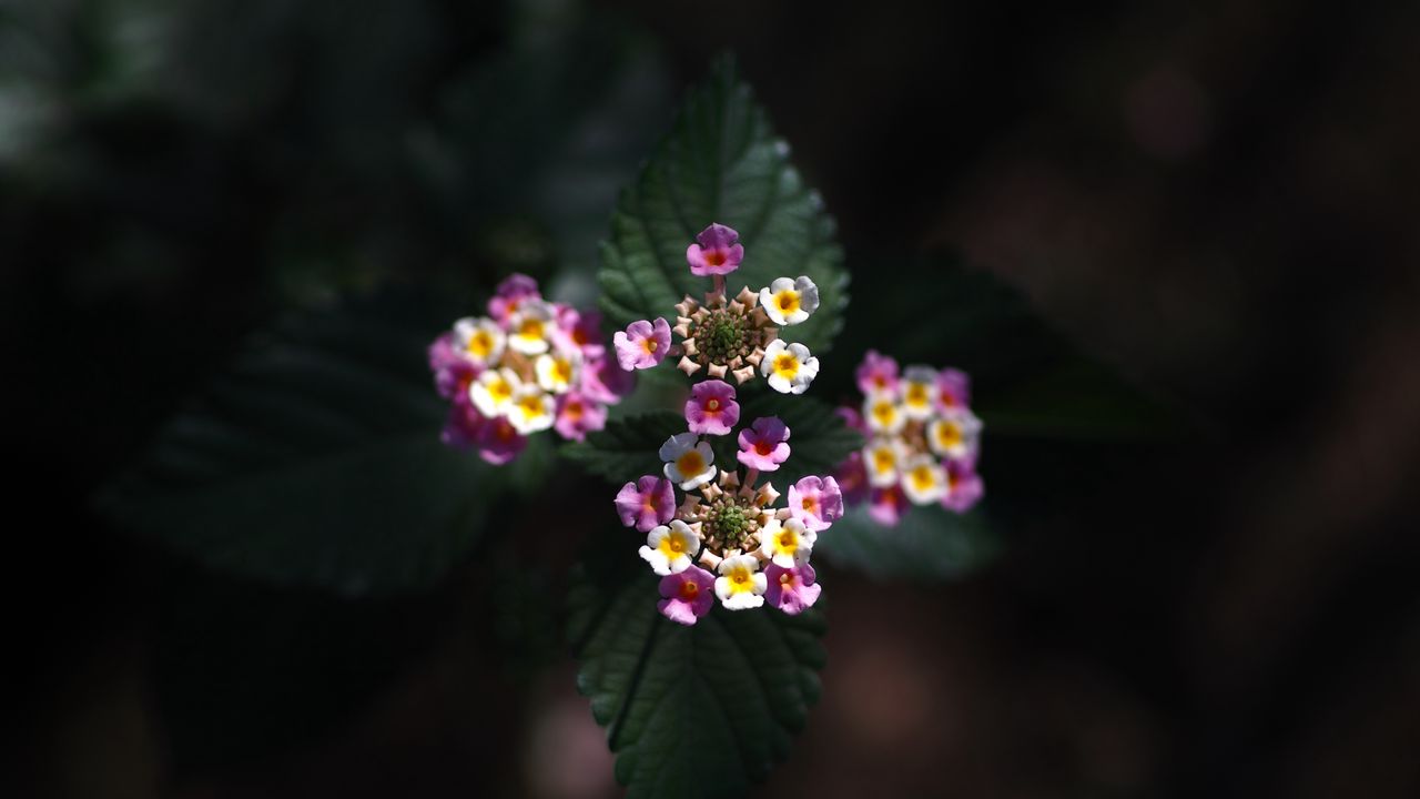 Wallpaper lantana, flowers, inflorescences, leaves