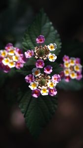 Preview wallpaper lantana, flowers, inflorescences, leaves