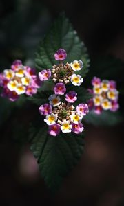 Preview wallpaper lantana, flowers, inflorescences, leaves