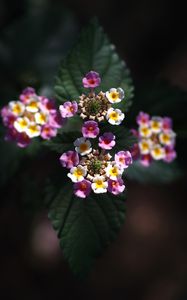 Preview wallpaper lantana, flowers, inflorescences, leaves