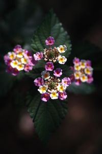 Preview wallpaper lantana, flowers, inflorescences, leaves