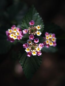 Preview wallpaper lantana, flowers, inflorescences, leaves