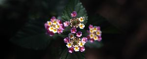 Preview wallpaper lantana, flowers, inflorescences, leaves