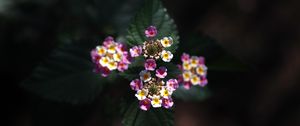 Preview wallpaper lantana, flowers, inflorescences, leaves