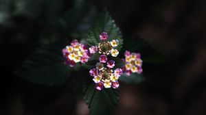 Preview wallpaper lantana, flowers, inflorescences, leaves