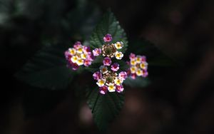 Preview wallpaper lantana, flowers, inflorescences, leaves