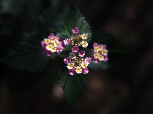 Preview wallpaper lantana, flowers, inflorescences, leaves