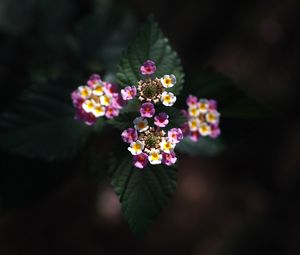 Preview wallpaper lantana, flowers, inflorescences, leaves