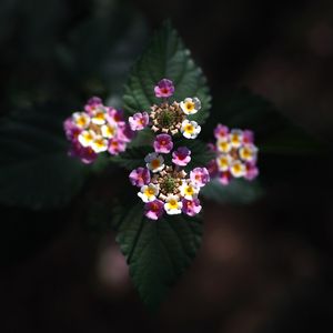 Preview wallpaper lantana, flowers, inflorescences, leaves