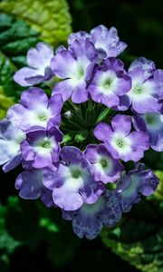 Preview wallpaper lantana, flowers, petals, leaves, purple