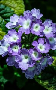 Preview wallpaper lantana, flowers, petals, leaves, purple