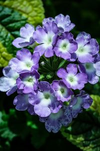 Preview wallpaper lantana, flowers, petals, leaves, purple