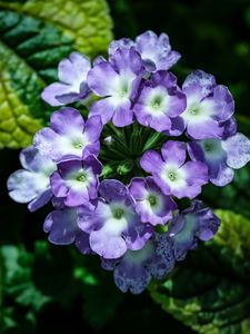 Preview wallpaper lantana, flowers, petals, leaves, purple