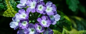 Preview wallpaper lantana, flowers, petals, leaves, purple