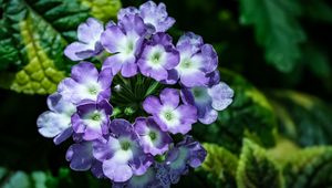Preview wallpaper lantana, flowers, petals, leaves, purple