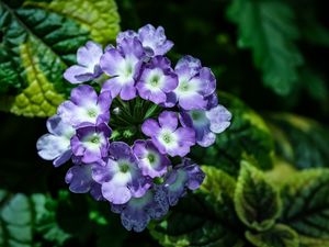 Preview wallpaper lantana, flowers, petals, leaves, purple