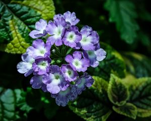 Preview wallpaper lantana, flowers, petals, leaves, purple