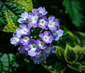 Preview wallpaper lantana, flowers, petals, leaves, purple