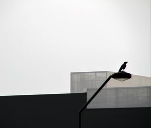 Preview wallpaper lantern, bird, silhouettes, buildings, bw