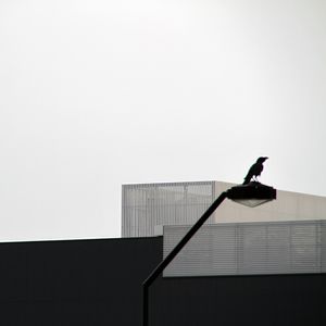 Preview wallpaper lantern, bird, silhouettes, buildings, bw