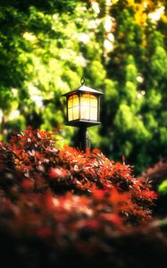 Preview wallpaper lantern, leaves, trees