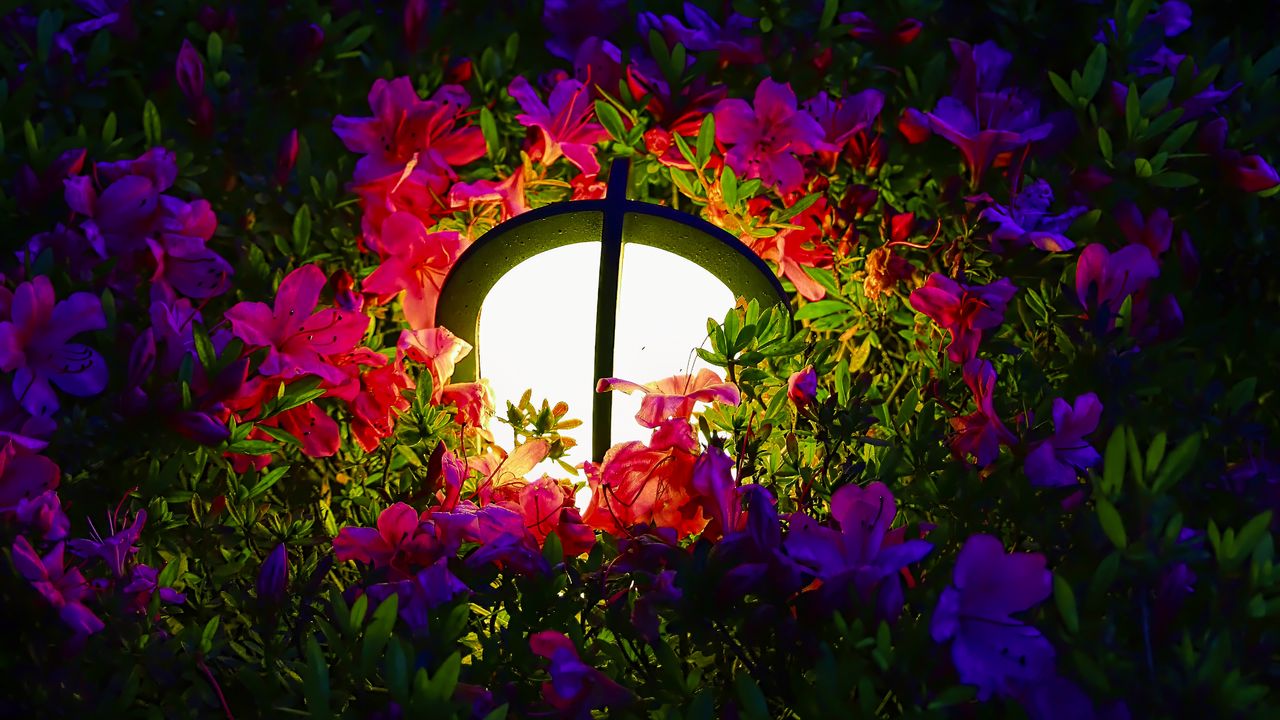 Wallpaper lantern, light, flowers