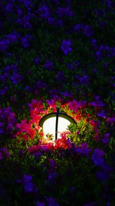 Preview wallpaper lantern, light, flowers