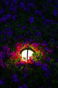 Preview wallpaper lantern, light, flowers