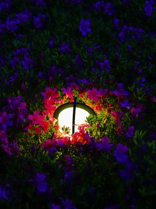 Preview wallpaper lantern, light, flowers