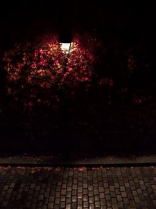Preview wallpaper lantern, light, leaves, dark