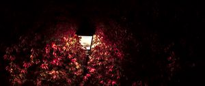 Preview wallpaper lantern, light, leaves, dark