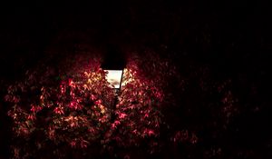 Preview wallpaper lantern, light, leaves, dark
