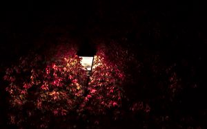 Preview wallpaper lantern, light, leaves, dark