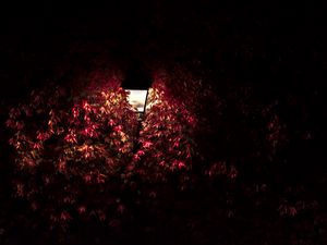 Preview wallpaper lantern, light, leaves, dark
